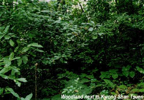 Woodland next to Kwong Shan Tsuen