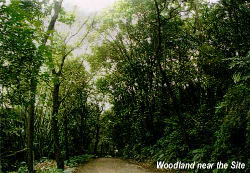 Woodland near the Site
