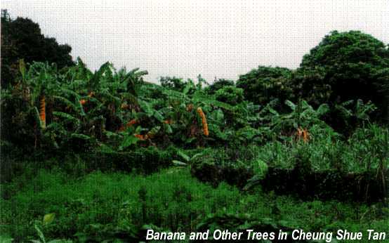 Banana and Other Trees in Cheung Shue Tan