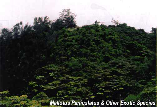 Mallotus Paniculatus and Other Exotic Species