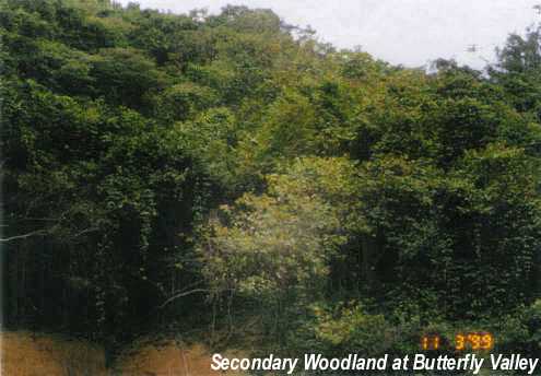 Secondary Woodland at Butterfly Valley