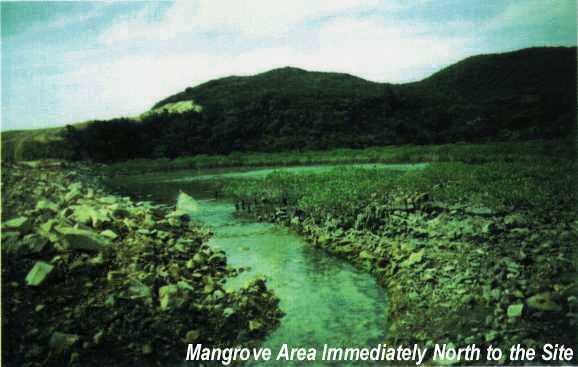 Mangrove Area Immediately North to the Site