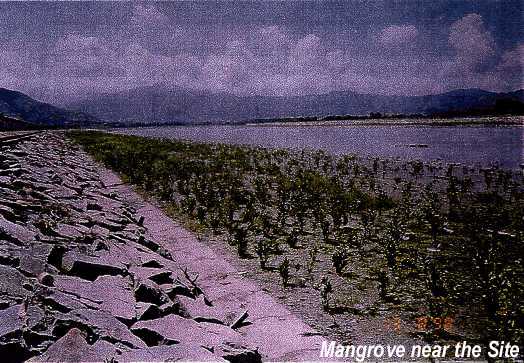 Mangrove near the Site