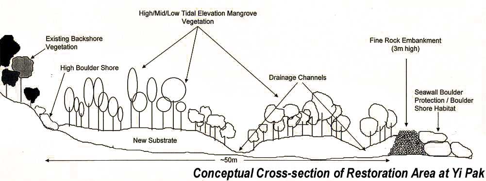 Conceptual Cross-section of Restoration Area at Yi Pak