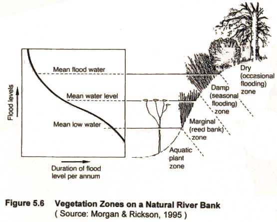Vegetation Zones on a Natural River Bank