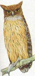 Brown Fish Owl