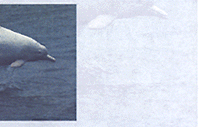 EPD - A Collection of Environmental Assessment Experience in Airport Core projects (ACP)