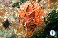 The dorsal spines of Lionfish are venomous. It often inhabits exposed rocky reefs.