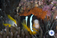 Clownfish can always be found within sea anemones in Hoi Ha Wan and Tung Ping Chau Marine Parks.