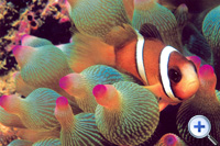 The special mucus on its skin not only helps the clownfish...