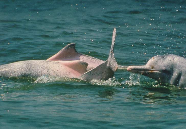 Dolphin Photo 2