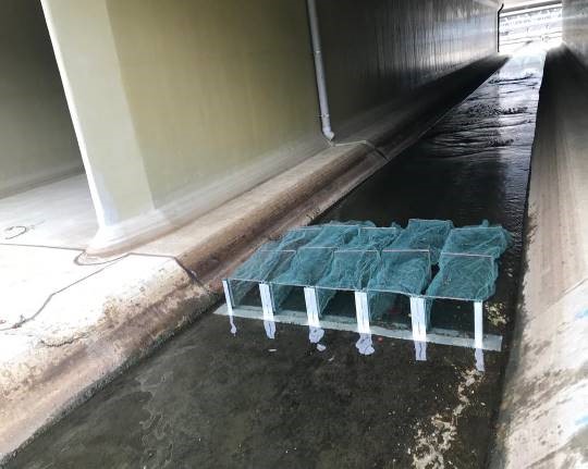 圖10：沙田城門河