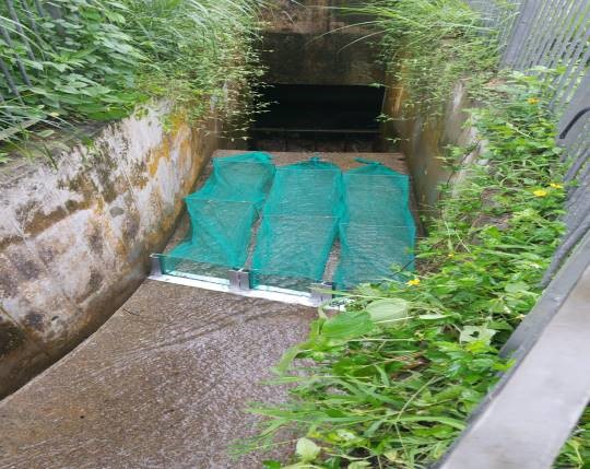 圖9：馬鞍山村路旁的主要排水道