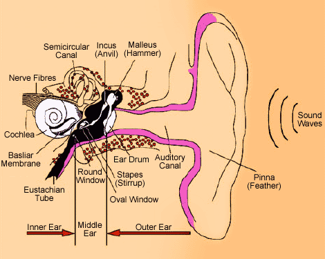 Image of cross sectional view of human ear