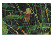 Photo of Pitcher plants transplanted away from construction site