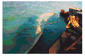 Photo of Silt curtain is an effective measure to suppress dispersion of local water of poor quality