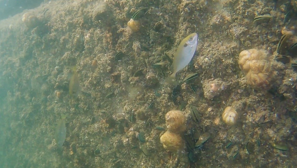 生态海岸线的洞穴及附着的海洋生物