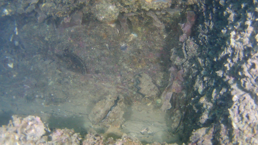 生态海岸线的洞穴及附着的海洋生物
