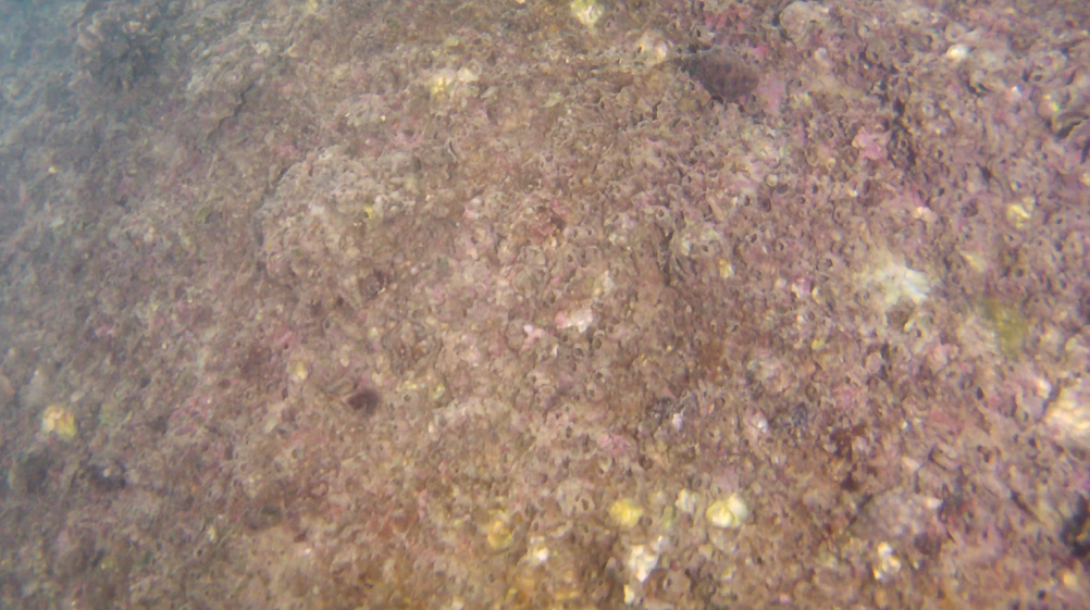 生态海岸线的洞穴及附着的海洋生物