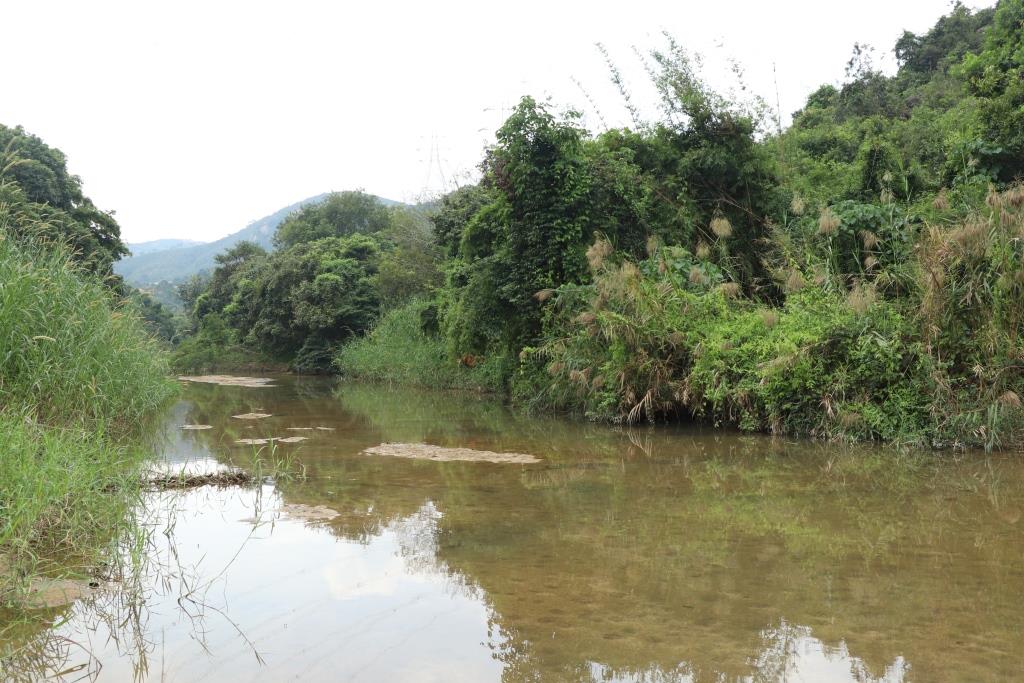 Upstream of Tai Shui Hang