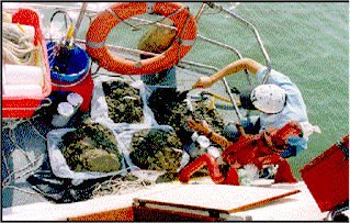 Image of Marine Sediment Monitoring