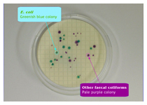 E. coli colonies on filter membrane