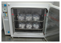 Incubating filter membrane