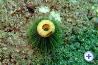 The most distinct feature of sea urchin is the spiny chitinous skeleton...