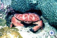 Xanthid crabs can be found in the Hoi Ha Wan Marine Park.