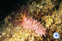 Sea cucumbers have an elongated body...
