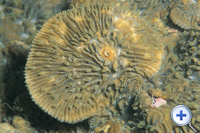 Stony coral possess solid calcium carbonate skeleton.