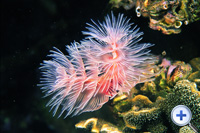 Protula bispiralis is usually solitary and is common throughout the tropical Pacific reefs.