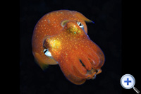 Cuttlefish communicate with each other by movements...