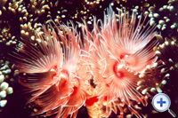 Sea anemones are similar to coral polyps but they are always solitary and have no hard skeleton.