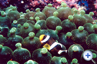 Clownfish can always be found within sea anemones in Hoi Ha Wan and Tung Ping Chau Marine Parks.