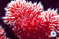 Soft Coral Cowrie rarely exceeds 1 cm in length...