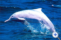 Social structure among Chinese White Dolphin...