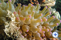 Sea anemones are similar to coral polyps but they are always solitary and have no hard skeleton.