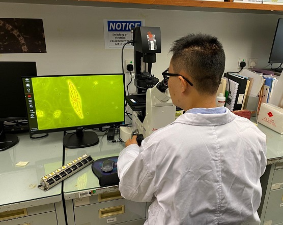 Phytoplankton identification and enumeration