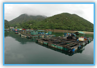 索罟湾鱼类养殖区