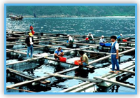 深湾鱼类养殖区