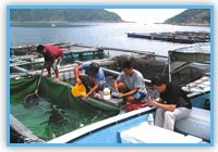 深湾鱼类养殖区