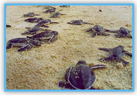 海龜在深灣