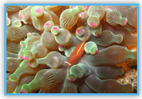 Sea Anemone Shrimp
