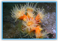 珊瑚管蟲
