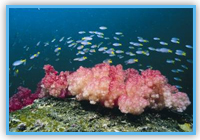 軟珊瑚和黃尾石剎