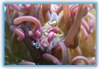 珊瑚蝦