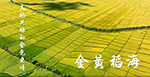 Sun-kissed Rice Fields