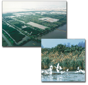 米埔湿地图片