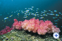 黄尾石刹是珊瑚区...